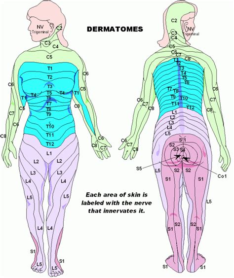 Where Is The Anterior Cutaneous Nerve Located Dermatome Map Sexiz Pix