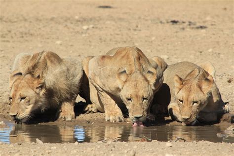 1920x1080 Wallpaper Three Brown Lioness Drinking Water During Daytime