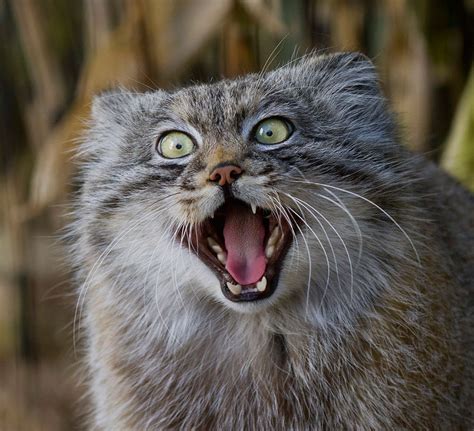 Boredpanda The Manul Cat Is The Most Expressive Cat In The World