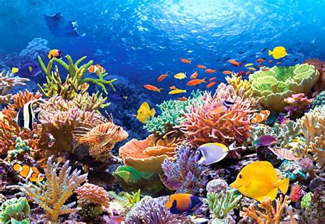 Visit The Cozumel Island Coral Reefs And The Chankanaab Park