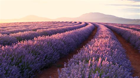 Lavender Fields Hd Nature 4k Wallpapers Images Backgrounds Photos