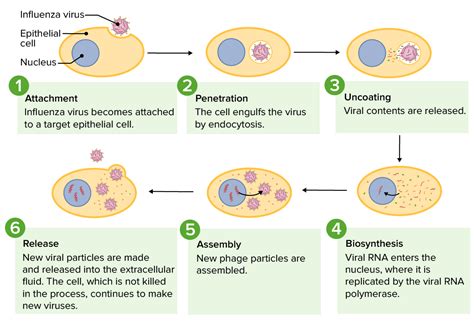 Virology Concise Medical Knowledge
