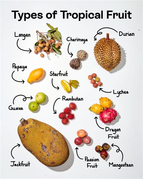 Types Of Tropical Fruit The Kitchn