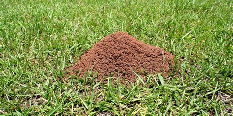 Perhaps the easiest method of getting rid of ants is to use ant bait stations. Ant Hill Removal | Mice