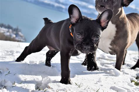 Are French Bulldog Born With Tails