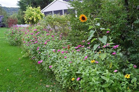 Low Maintenance Landscaping With Wildflowers Low Maintenance