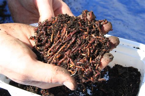 What Is Vermicomposting Amazing Trick To Try Method Of Fertilizing