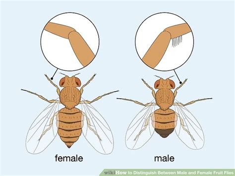How To Sex Drosophila Melanogaster The Arrogant Scientist