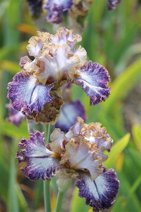 Photo Of Tall Bearded Iris Iris Dipped In Dots