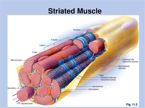 PPT Skeletal Muscle Contraction Sliding Filament Model PowerPoint Presentation ID