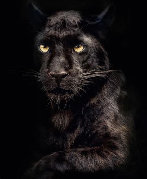 Panthère noire pelage felin animaux parc prendre recherche black panthers léopard. Panthère noire