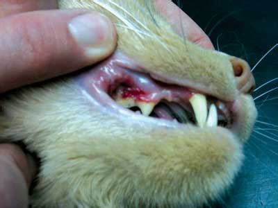 In the dog, most of these diseases unfortunately were grouped under in recent years, advanced diagnostic methods have permitted the recognition of new autoimmune blistering skin diseases in humans and. Dental Disease in Cats | International Cat Care