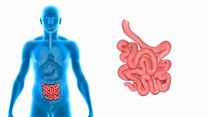 Intestine Human Drawing Background Clip Shutterstock Footage