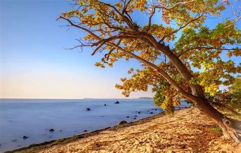 Wallpaper Autumn Beach Leaves Tree Shore Foliage Yellow Maple