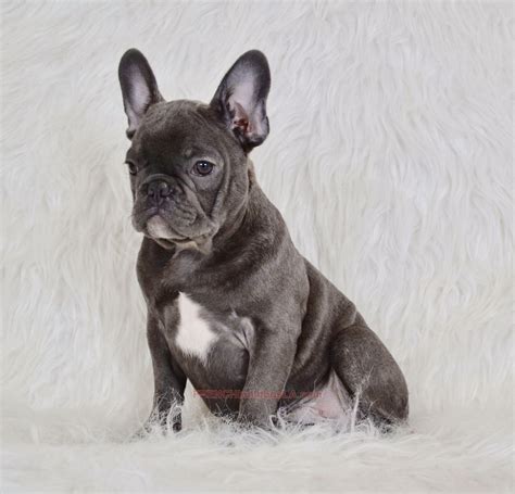 Its fame spread to the. Blue French Bulldog Male 5 - French Bulldogs LA