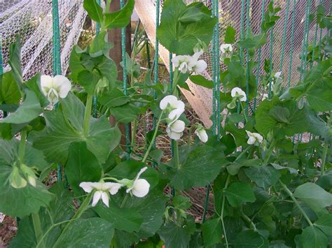 Sugar Snap Pea Flowers Doug Beckers Flickr