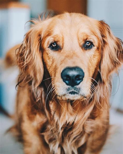 Beautiful Old Golden Retriever Dogbreeds Goldenretrieverpuppy Old