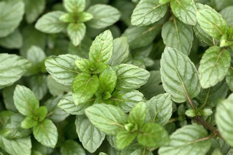 Is Chocolate Mint Different From Regular Old Peppermint Epicurious