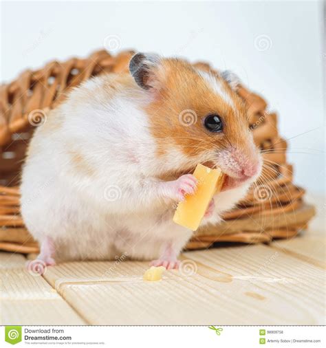A Hamster Close Up Eats Cheese Stock Photo Image Of Nuts Fluffy