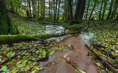 Beautiful Wild Autumnal Forest With Small Stream Stock Image Image