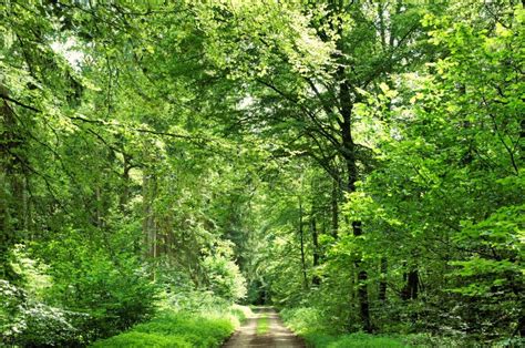 Idyllic Trail Winding Through An Enchanting Green Forest With Lush