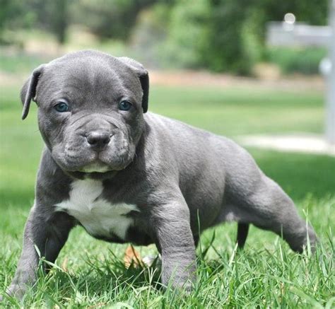 Bbk have blue nose pitbull puppies for sale and xl american bully puppies for sale. American Pit Bull Terrier Puppies For Sale | Montrose, CO ...