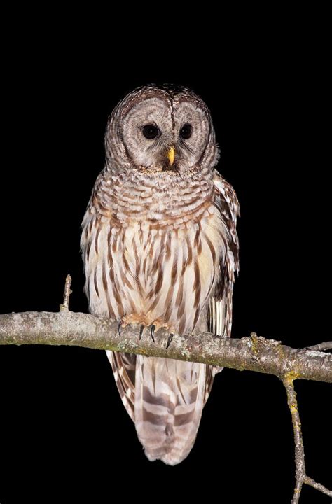 Barred Owl A Barred Owl Perched On A Branch At Night In Br Flickr
