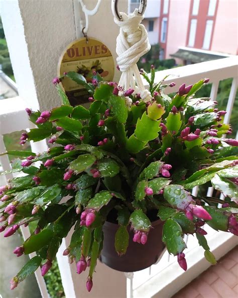 Flor De Maio Como Cultivar E Embelezar Sua Casa Com A Planta