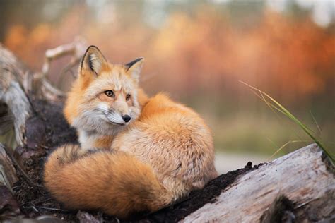 Fox Animals Nature Wildlife Wallpapers Hd Desktop And