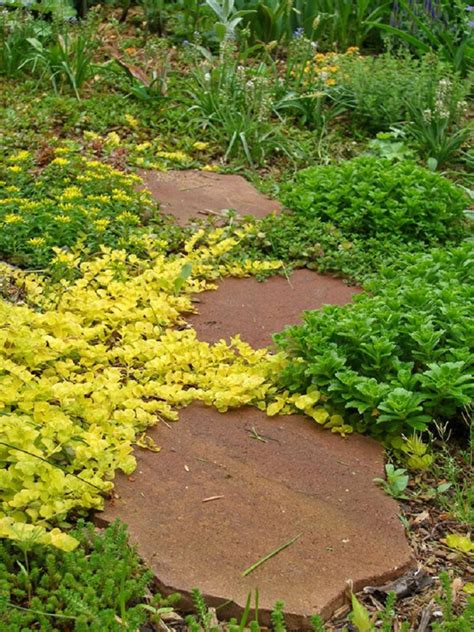 15 Beautiful Plants And Ground Cover For Garden Pathways