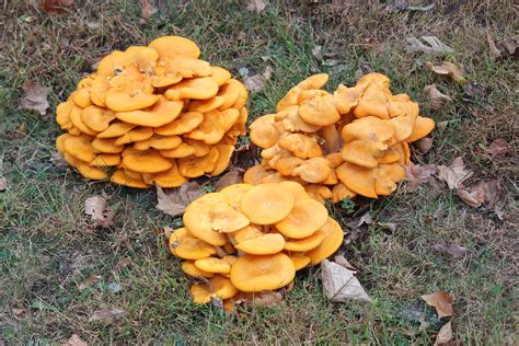 Maryland Biodiversity Project Jack O Lantern Mushroom Omphalotus