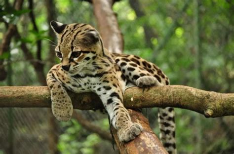 These are the animals starting with the letter a. 27 Animals That Start With M in The World [Pictures of ...