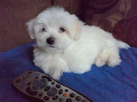 Check spelling or type a new query. Maltese puppy lowest price on pets4homes | Nottingham, Nottinghamshire | Pets4Homes