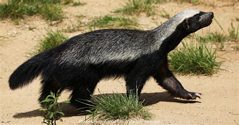 Hungry Honey Badger Braves Bee Hive To Try Honey For The First Time