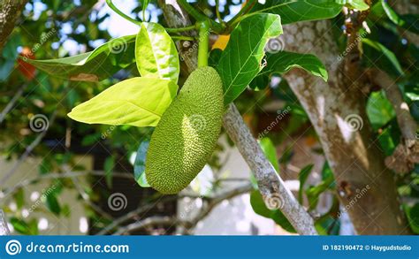Young Jackfruit Small Size On The Tree Stock Photo Image Of Leaf