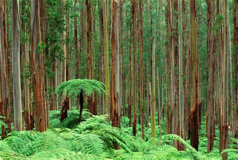 tree ferns dicksonia antarctica in eucalyptus forest ferntree gully national park australia