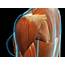 Deltoid Pain Causes Exercises And Relief