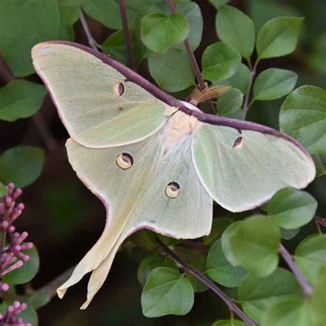 Luna Moth Symbolism And Meaning Discover The Rare Beauty