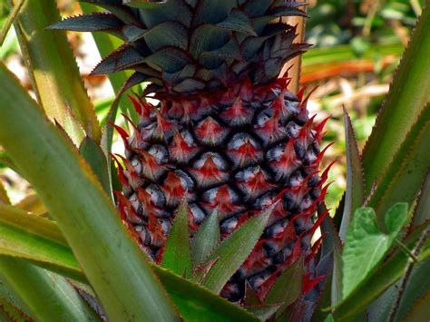 Pineapple Grown From Kerala Pineapple Ananas Comosus Is Flickr