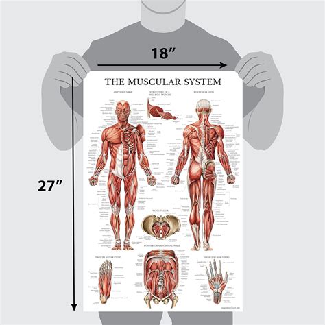 3 Pack Laminated Muscle Muscular And Skeletal System Anatomical Charts