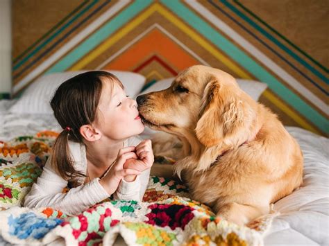 Most Affectionate Dog Breeds That Love To Cuddle Readers Digest