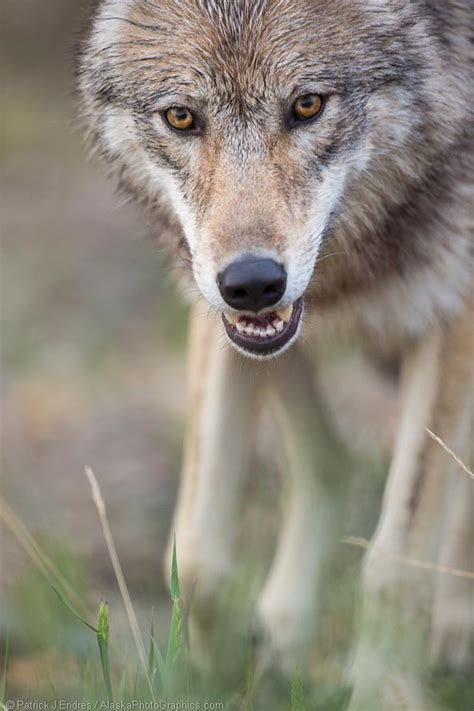 Gray Wolf Denali National Park Alaskaphotographics