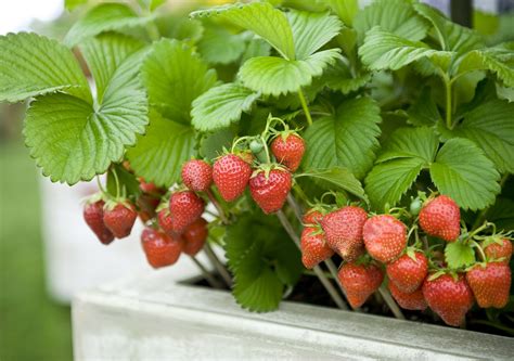 Growing Strawberries In Containers
