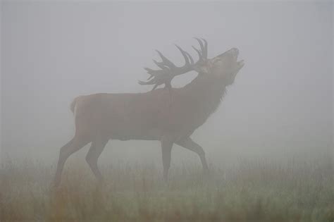 In The Mist Roaring Stag Red Deer Photograph By Ralf Kistowski