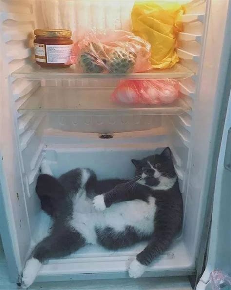 Psbattle This Cat In The Fridge Cats Funny Cats Cute Cats