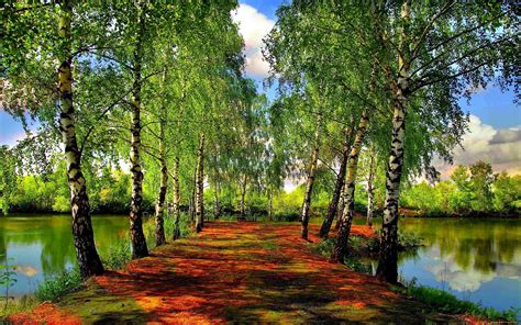 Beautiful Spring Forest Wallpapers And Images Wallpapers Pictures Photos