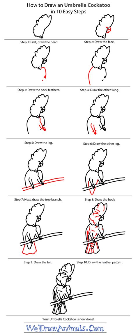 How to draw a super cute kawaii panda bear laying down easy step by step drawing tutorial for kids & beginners. How to Draw an Umbrella Cockatoo