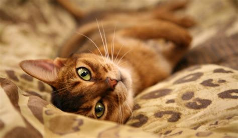 Red abyssinian cat is a dilution of ruddy abyssinian. Abyssinian Cat Personality: 5 Things You Need to Know