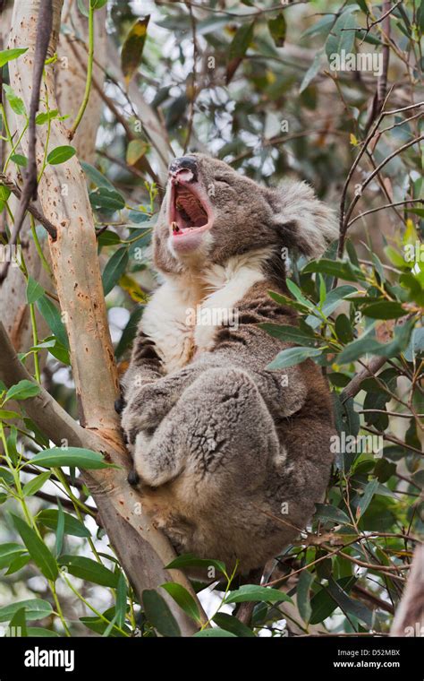 Koala Phascolarctos Cinereus In Tree Australia Stock Photo Alamy