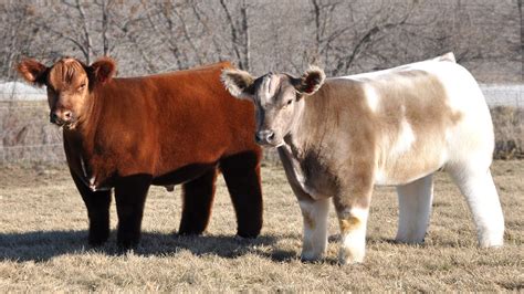 Iowas Fluffy Cows Go Viral